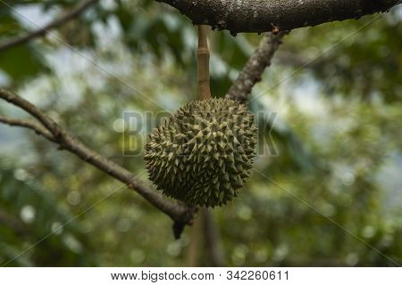 Durian - King Of Tropical Fruit, On A Tree Branch In The Orchard. Fresh Durian On A Tree In Gardenin