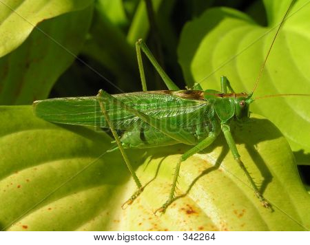 โลคัสท์