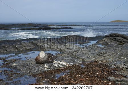 Falkland Steamer Duck (tachyeres Brachypterus) On The Coast Of Sea Lion Island In The Falkland Islan