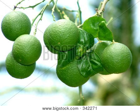 Brasilian sitruuna
