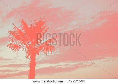 Solhouette Of One High Palm Tree Against The Cloudy Sky Colored In Trendy Coral Color With Copy Spac