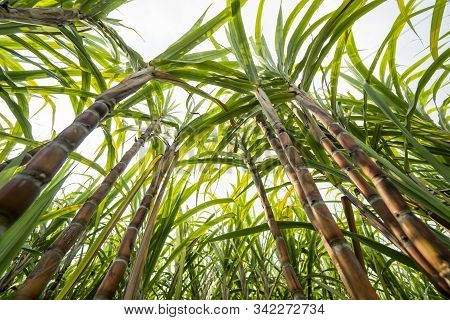 Sugarcane Planted To Produce Sugar And Food. Food Industry. Sugar Cane Fields, Culture Tropical And 