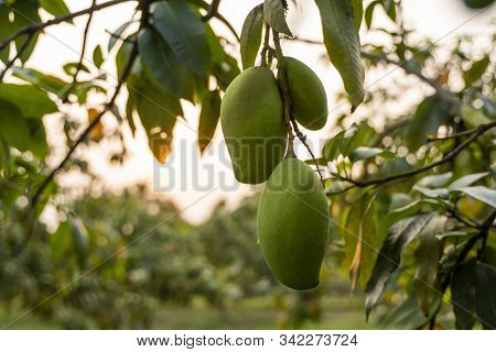 Green Mangoes On The Tree. Mango Trees Growing In A Field In Asia. Mangoes Fruit Plantation. Delicio