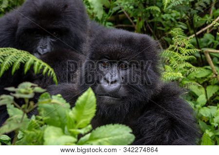A Group Mountain Gorillas, Beringei Beringei, In The Volcanoes National Park, Rwanda