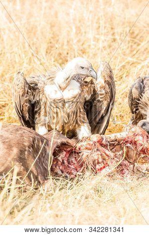 Griffon Vulture (gyps Fulvus) Eating Carrion, Bones And Meat