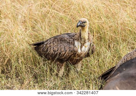 Griffon Vulture (gyps Fulvus) Eating Carrion, Bones And Meat