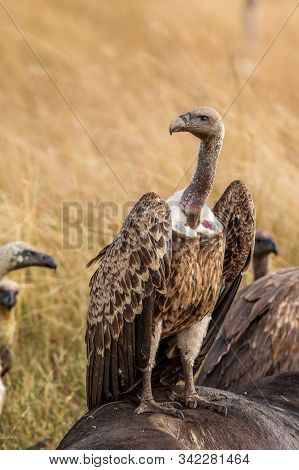 Griffon Vulture (gyps Fulvus) Eating Carrion, Bones And Meat