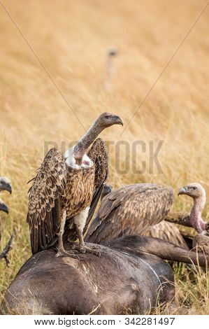 Griffon Vulture (gyps Fulvus) Eating Carrion, Bones And Meat