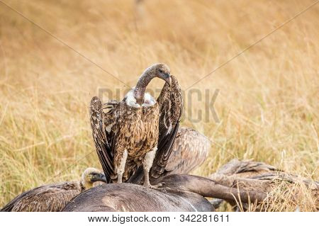 Griffon Vulture (gyps Fulvus) Eating Carrion, Bones And Meat