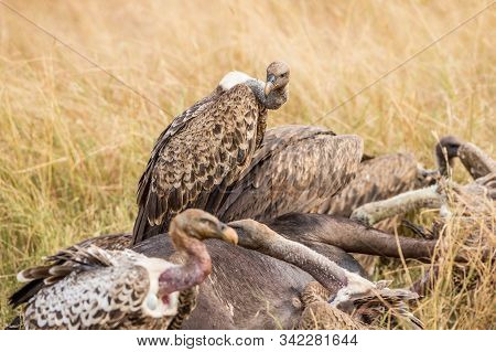 Griffon Vulture (gyps Fulvus) Eating Carrion, Bones And Meat