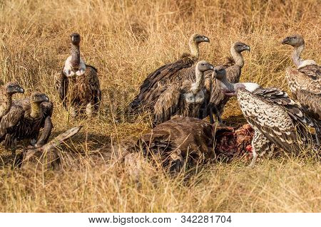 Griffon Vulture (gyps Fulvus) Eating Carrion, Bones And Meat