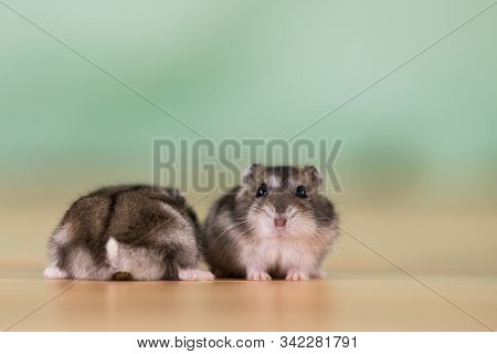 Closeup Of Two Small Funny Miniature Jungar Hamsters Sitting On A Floor. Fluffy And Cute Dzhungar Ra