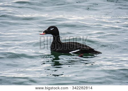 A View Of A White-winged Scoter Swimming  In The Sea.
White Rock    Bc Canada    November 28th 2019