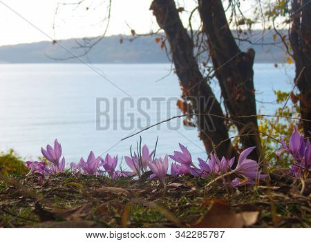 Blooming Purple Crocuses In The Park On Sea Background. Glade Primroses. Early Spring Violet Flowers