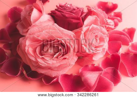 Close-up Photograph Of Pink Rose Buds. Stock Photo For A Card.