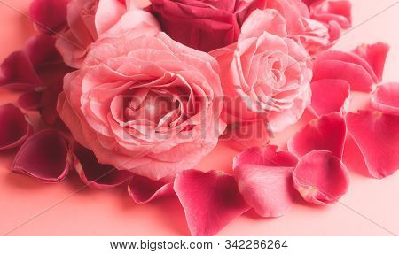 Close-up Photograph Of Pink Rose Buds. Stock Photo For A Card.