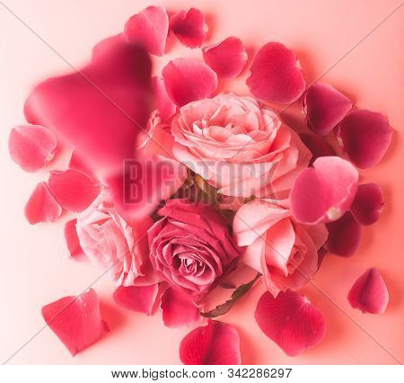 Close-up Photograph Of Pink Rose Buds. Stock Photo For A Card.