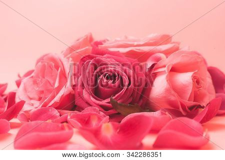 Close-up Photograph Of Pink Rose Buds. Stock Photo For A Card.