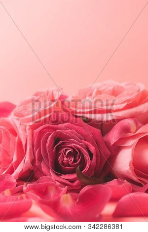 Close-up Photograph Of Pink Rose Buds. Stock Photo For A Card.