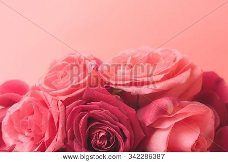 Close-up Photograph Of Pink Rose Buds. Stock Photo For A Card.