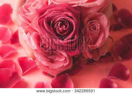 Close-up Photograph Of Pink Rose Buds. Stock Photo For A Card.