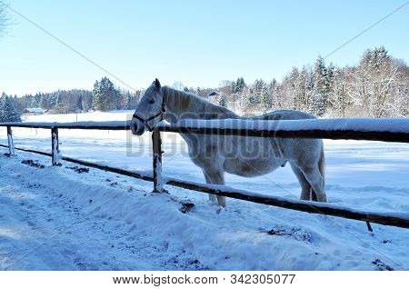 White Horse Standing Behind A Winter Paddock