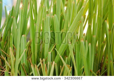 Lemongrass Leaves Break After Being Cut.lemongrass Leaves.