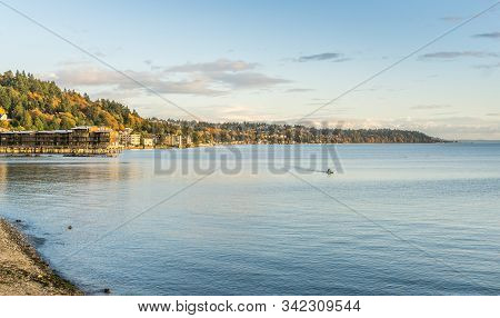 Autumn Trees With Rich Color Above The Shoreline In West Seattle, Wshington.