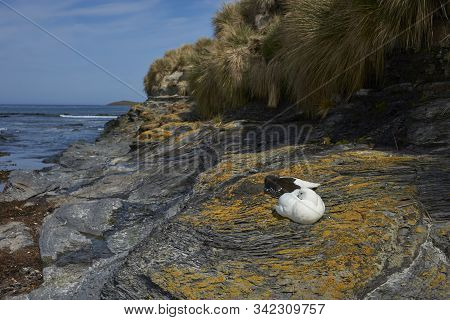 Pair Of Kelp Geese (chloephaga Hybrida Malvinarum) On The Rocky Coast Of Sea Lion Island In The Falk