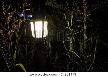 In The Bushes At Night The Lantern Glows White Light In Order Not To Go Astray