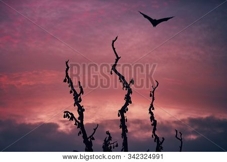 Indian Fruit Bat (species Of Flying Fox) On Sky Against Tree With Sleeping Bats. Scary Scene At Dusk