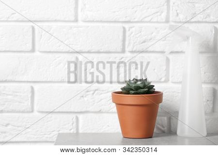 Beautiful Succulent And Spray Bottle On Grey Stone Table Near Brick Wall, Space For Text. Home Plant