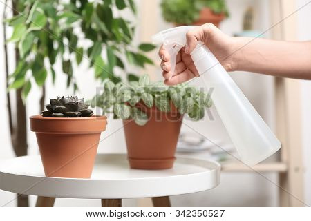 Woman Spraying Succulent With Water At Home, Closeup
