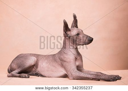 Xolo Dog Breed (xoloitzcuintle, Mexican Hairless) On A Beige Background, Lying - 2