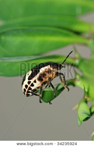 Stinkbug