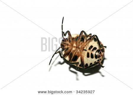 Stinkbug