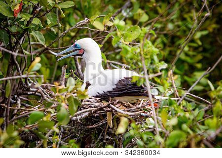 Red-footed Booby Sula Sula Bird In Natral Habitat