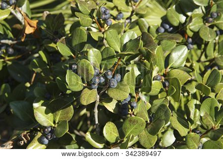 Rhaphiolepis Umbellate Branch With Blue Fruit In Daylight
