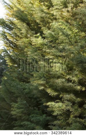 Cryptomeria Japonica Is An Evergreen Tree Of The Cypress Family.