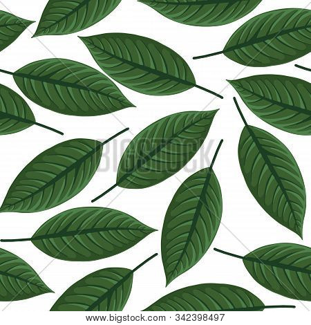 Vector Seamless Pattern With Drawing Green Tropical Leaf Of Heliconia, Botanical Illustration, Hand 