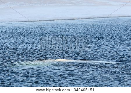 Beluga Whale Or White Whale (delphinapterus Leucas) Swimming On Sea Surface Near The Edge Of Ice Flo