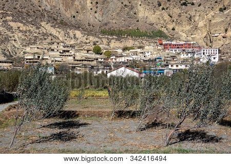Apple Orchard In Marpha, Nepal