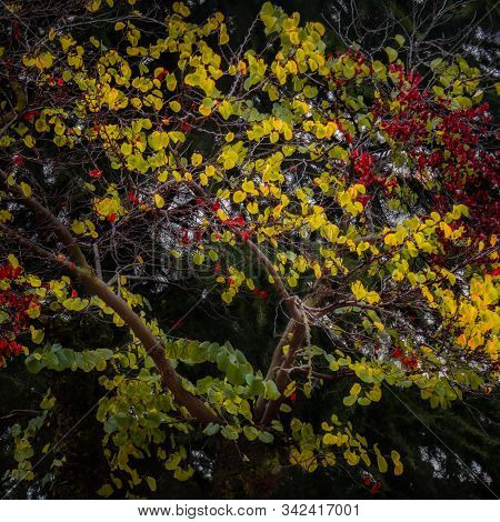 Abstract Fine Art Photograph Of Autumn Yellow And Red Leaves Hanging From The Branches Of A Tree Aga