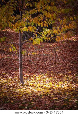 Amazing Light Reflected By The Yellow Leaves Of A Tree During Autumn