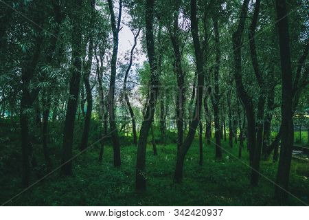 Moody Desaturated Look Of A Forest Floor With Numerous Slender Trees.