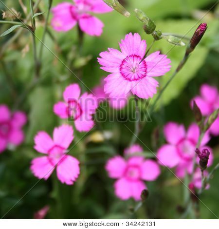 Fiori rosa fanciulla (Dianthus deltoides)