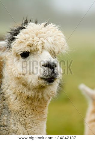 Un bianco e grigio Alpaca