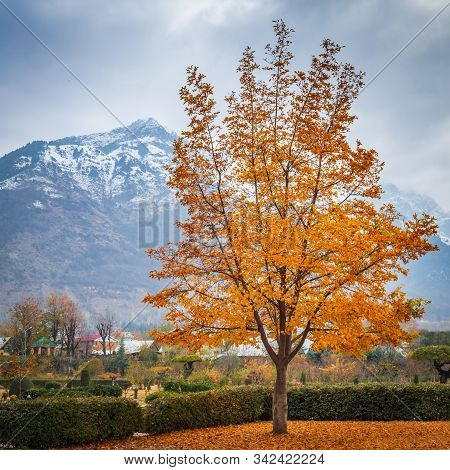 A Tree With Bright Yellow Leaves In Nishat Garden, Kashmir With Snow Covered Zabarwan Mountains In T