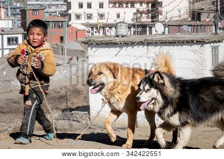 Boy And His Dogs In Nepal
