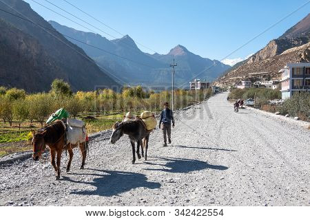 Man Following Pack Horses In The Mountains
